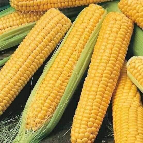 Agriculture Products